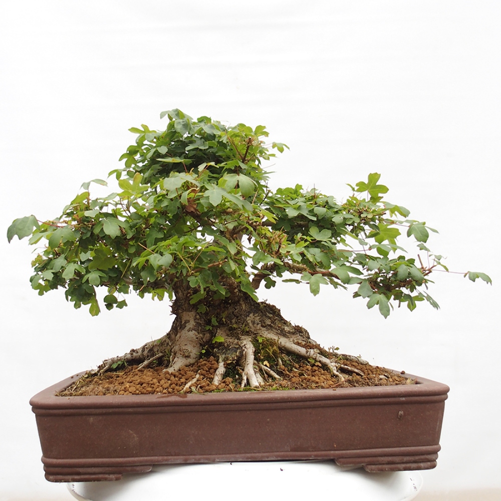 Bonsai im Freien - Französischer Ahorn - Acer Nonspessulanum