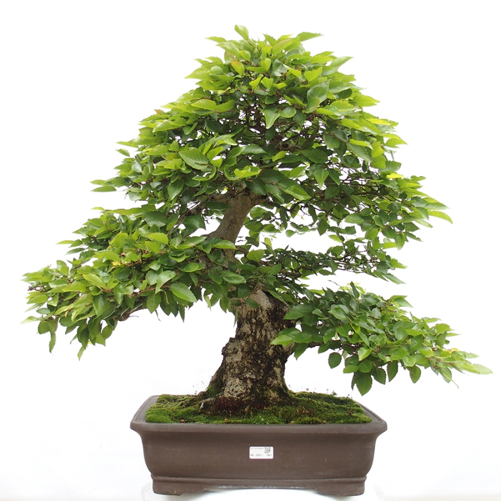 Bonsai im Freien -Carpinus CARPINOIDES - Koreanische Hainbuche