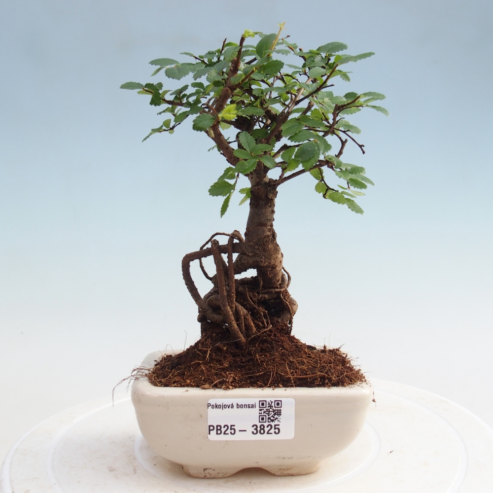 Indoor Bonsai - Ulmus parvifolia - Kleine Blattulme