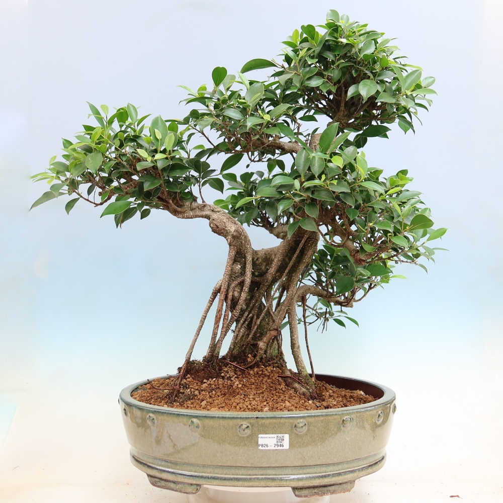 Zimmerbonsai - Ficus kimmen - Kleinblättriger Ficus