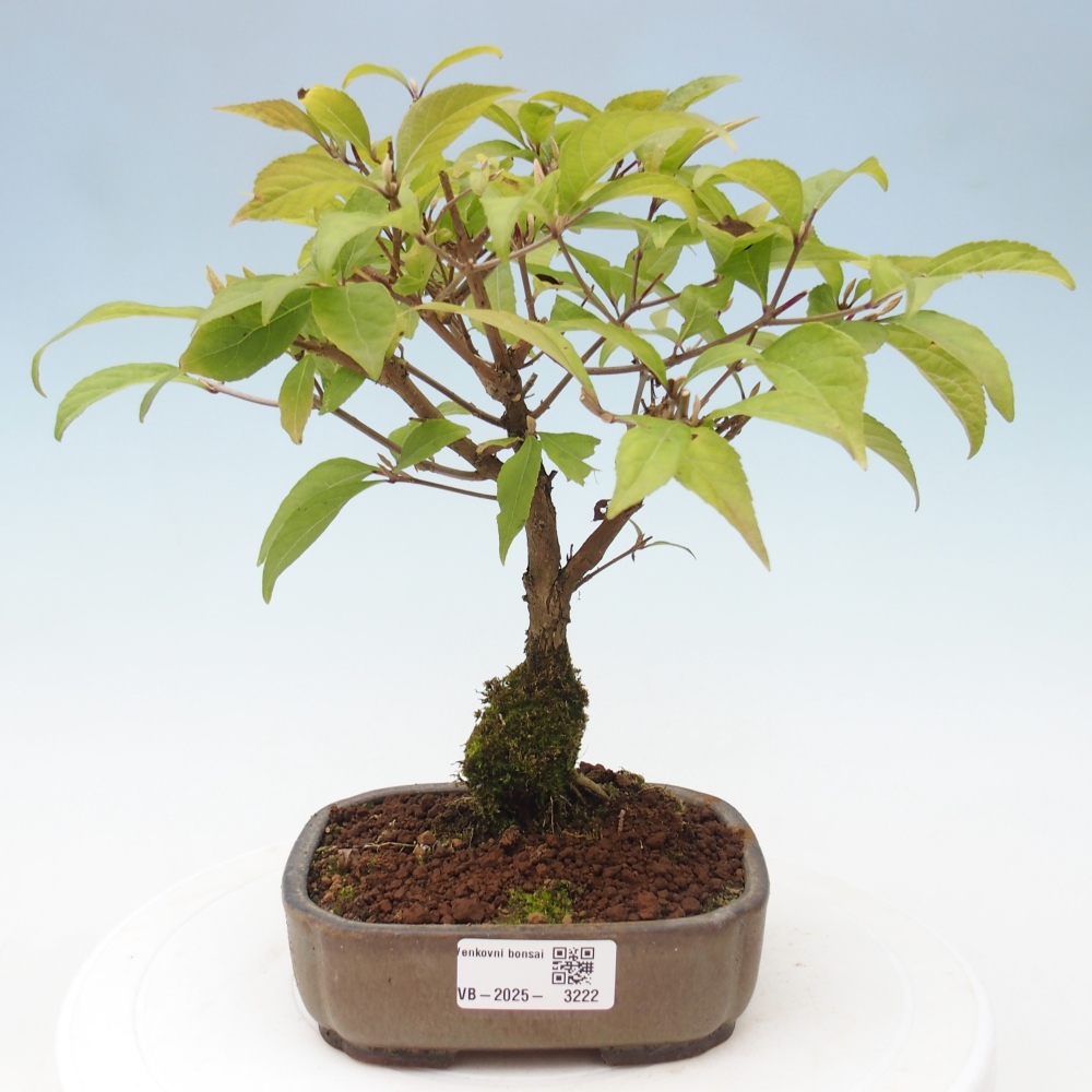 Bonsai im Freien - wunderschöne Pflanze - Callicarpa japonica