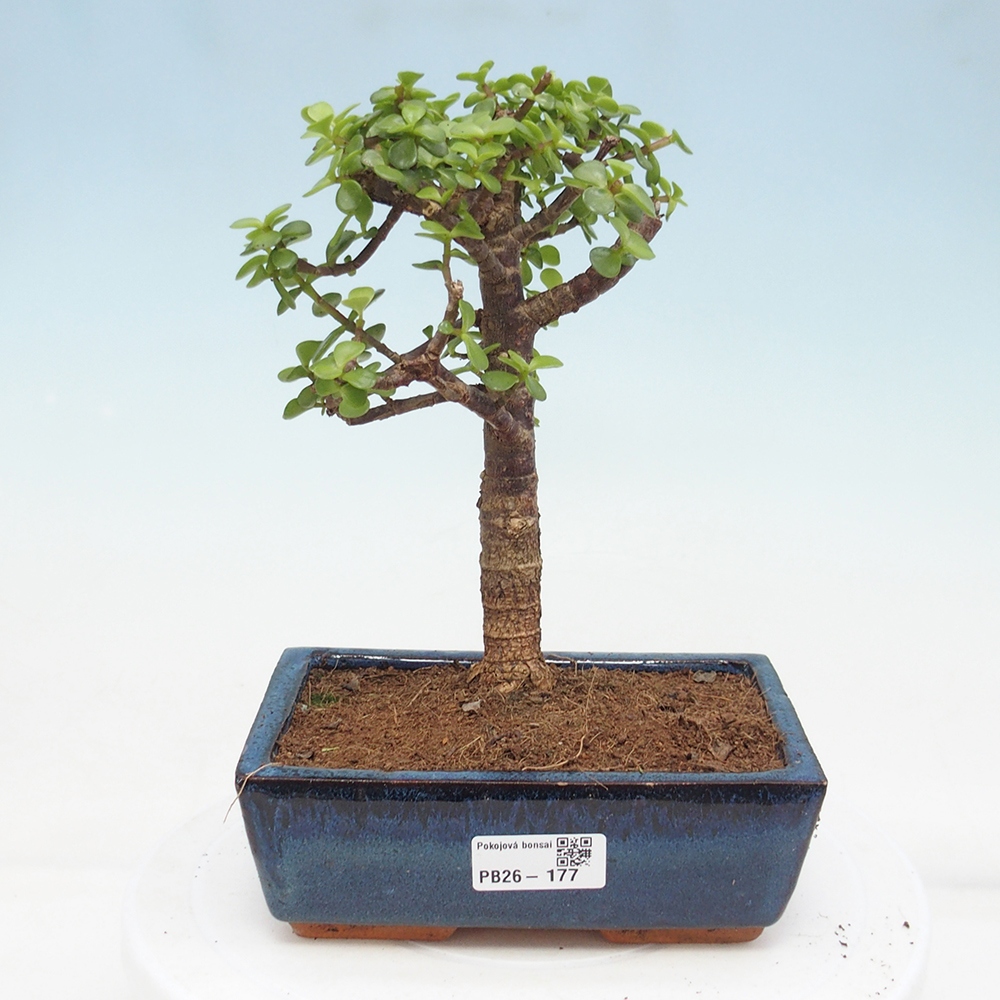 Zimmer Bonsai - Portulakaria Afra - Tlustice