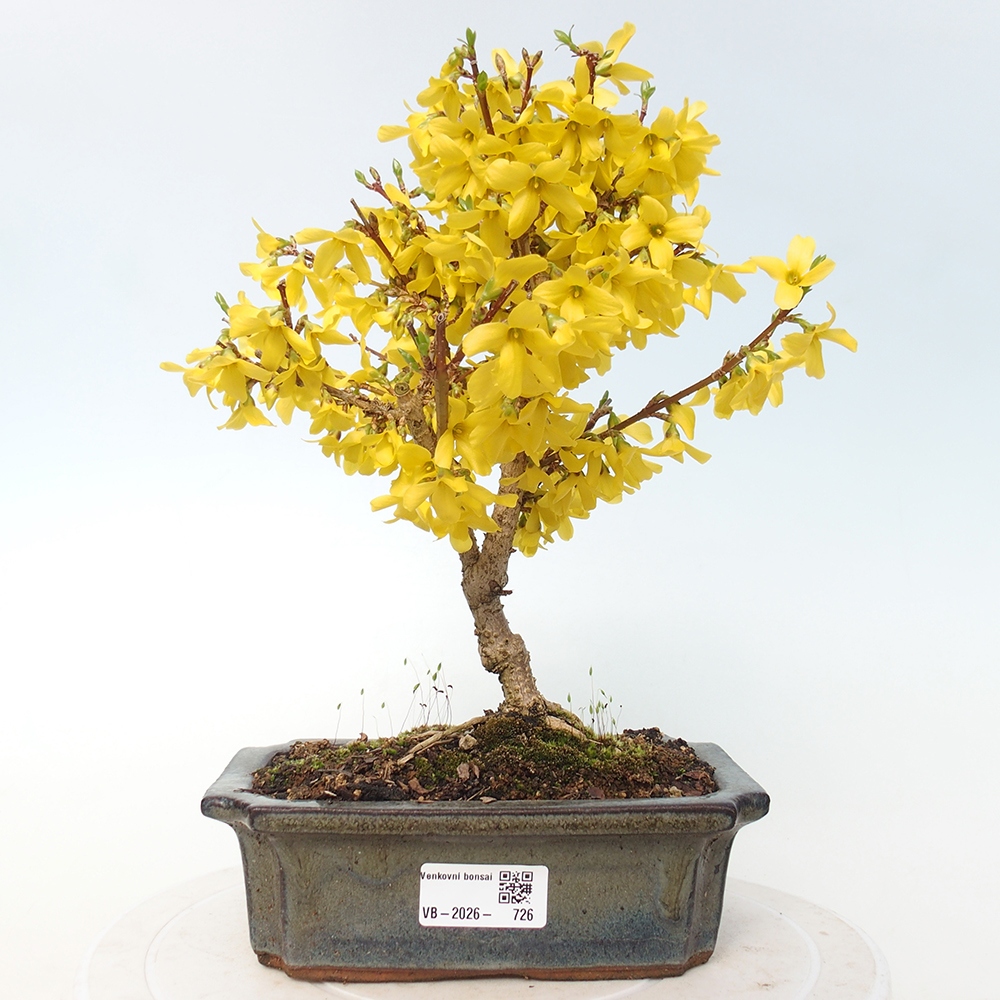Bonsai im Freien - Forsythie - Forsythia intermedia 