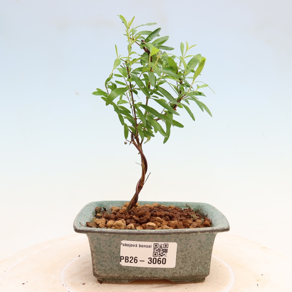 Zimmer-Bonsai-PUNICA granatum nana-Apfel-Granatapfel