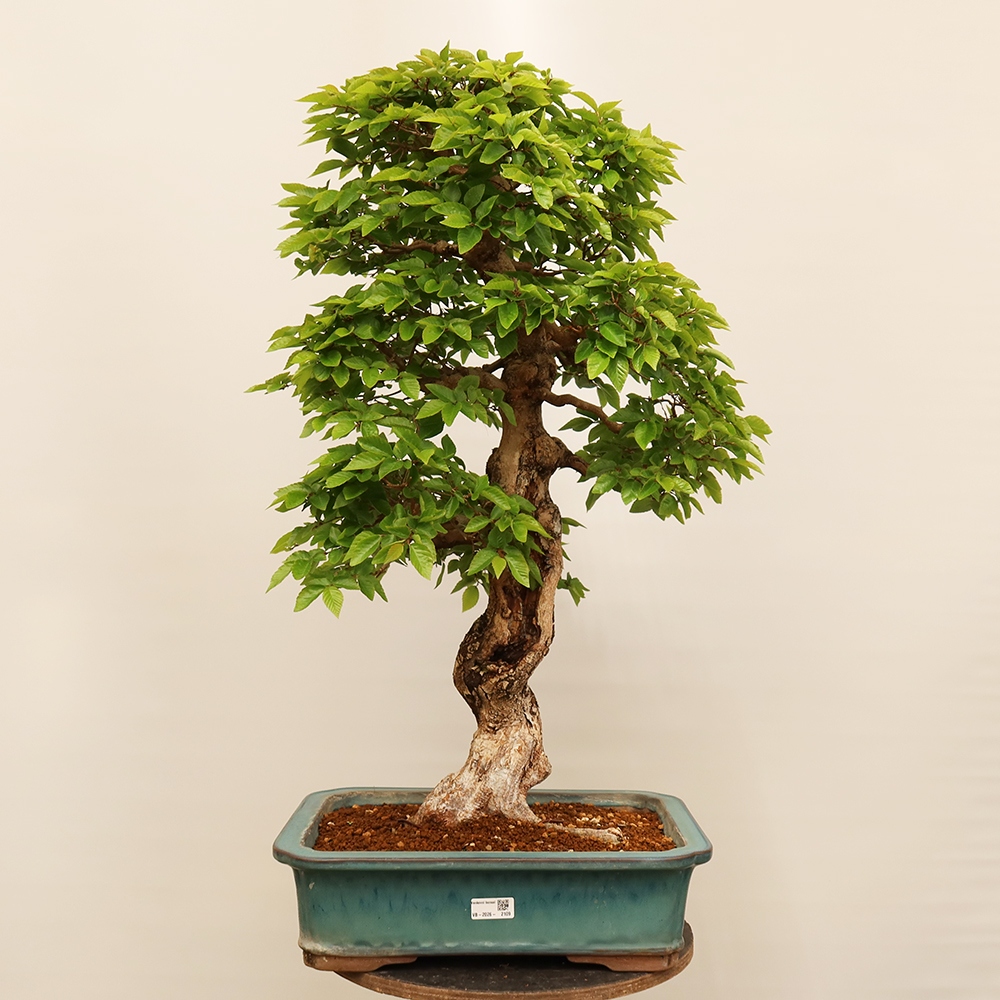 Bonsai im Freien - Carpinus Coreana - Koreanische Hainbuche