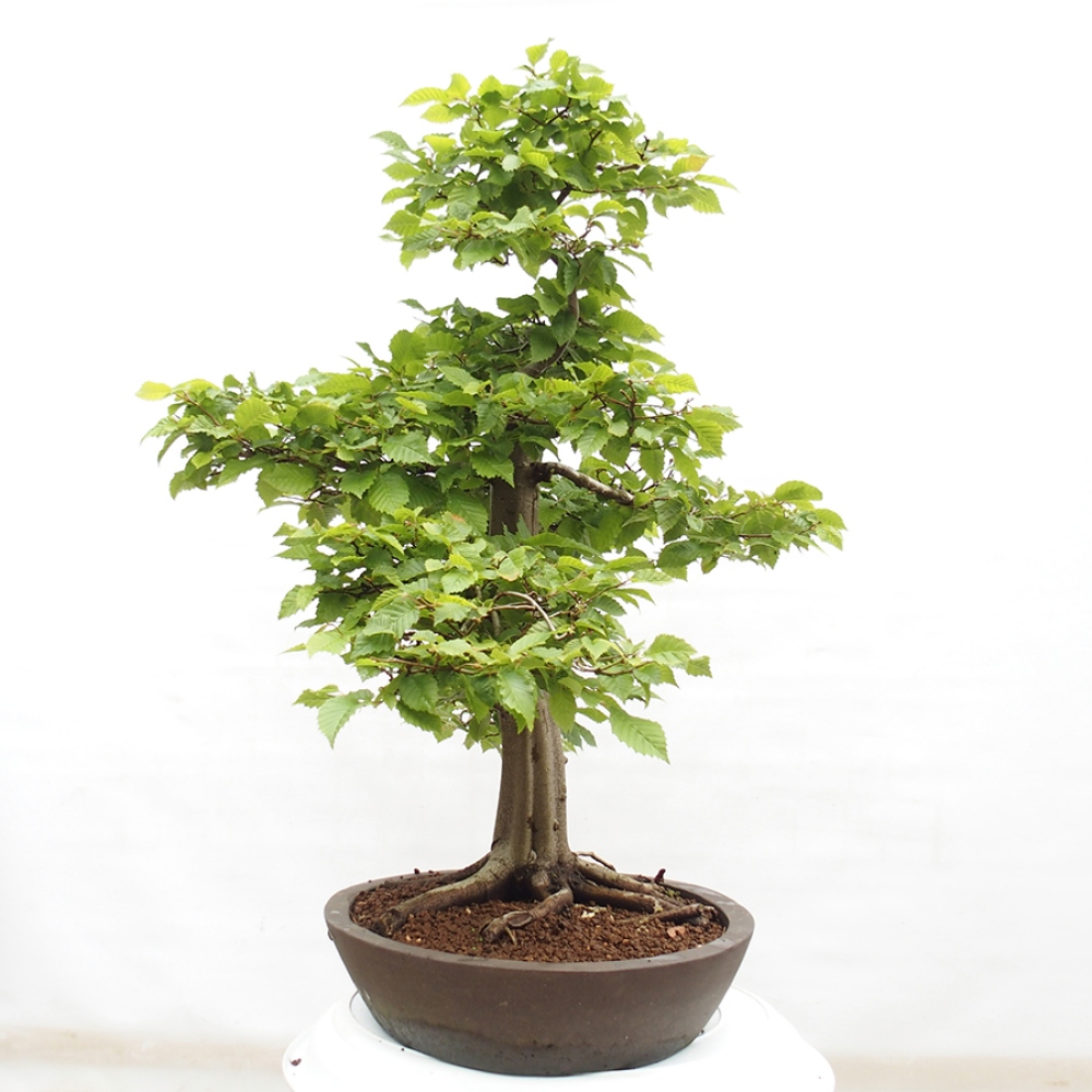 Bonsai im Freien - Hainbuche - Carpinus betulus