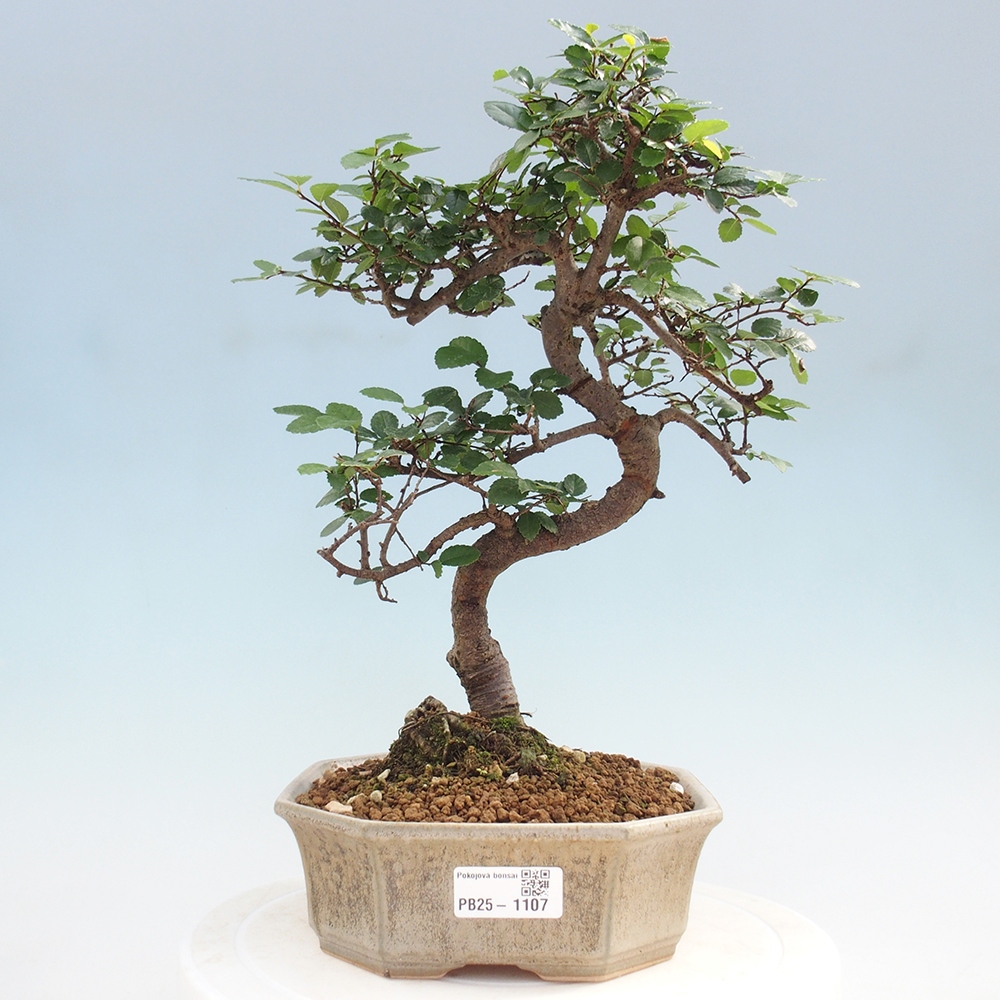Zimmerbonsai - Ulmus parvifolia - Kleinblättrige Ulme