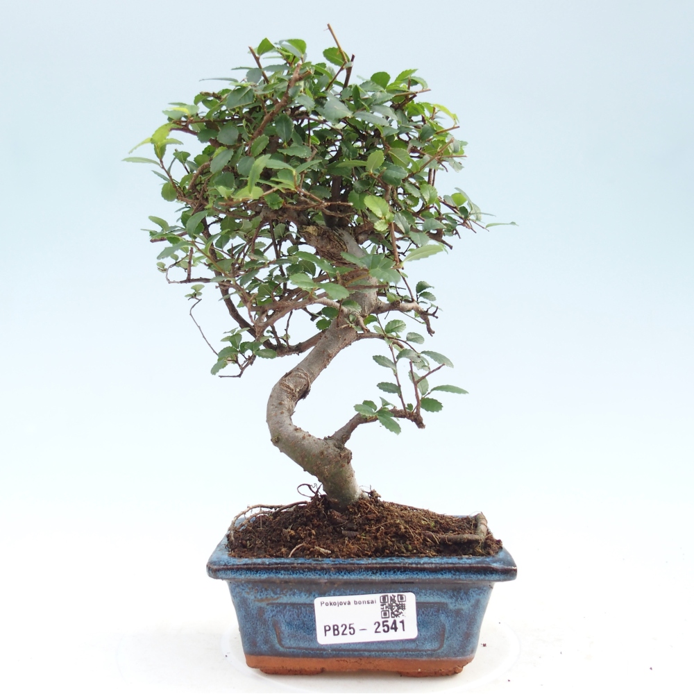 Indoor Bonsai - Ulmus parvifolia - Kleine Blattulme