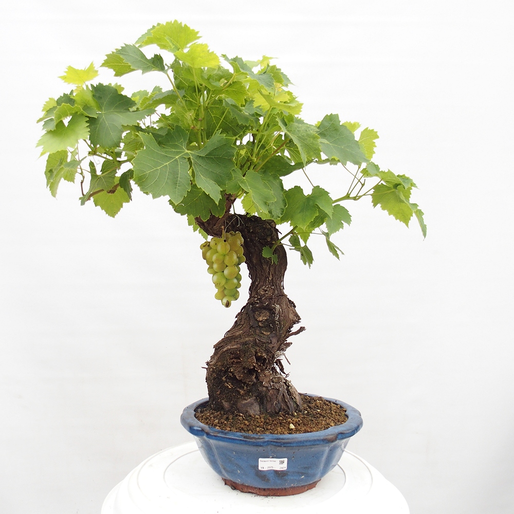 Bonsai im Freien - Vitis vinnifera MUSKAT ITALIA  - Weinrebe