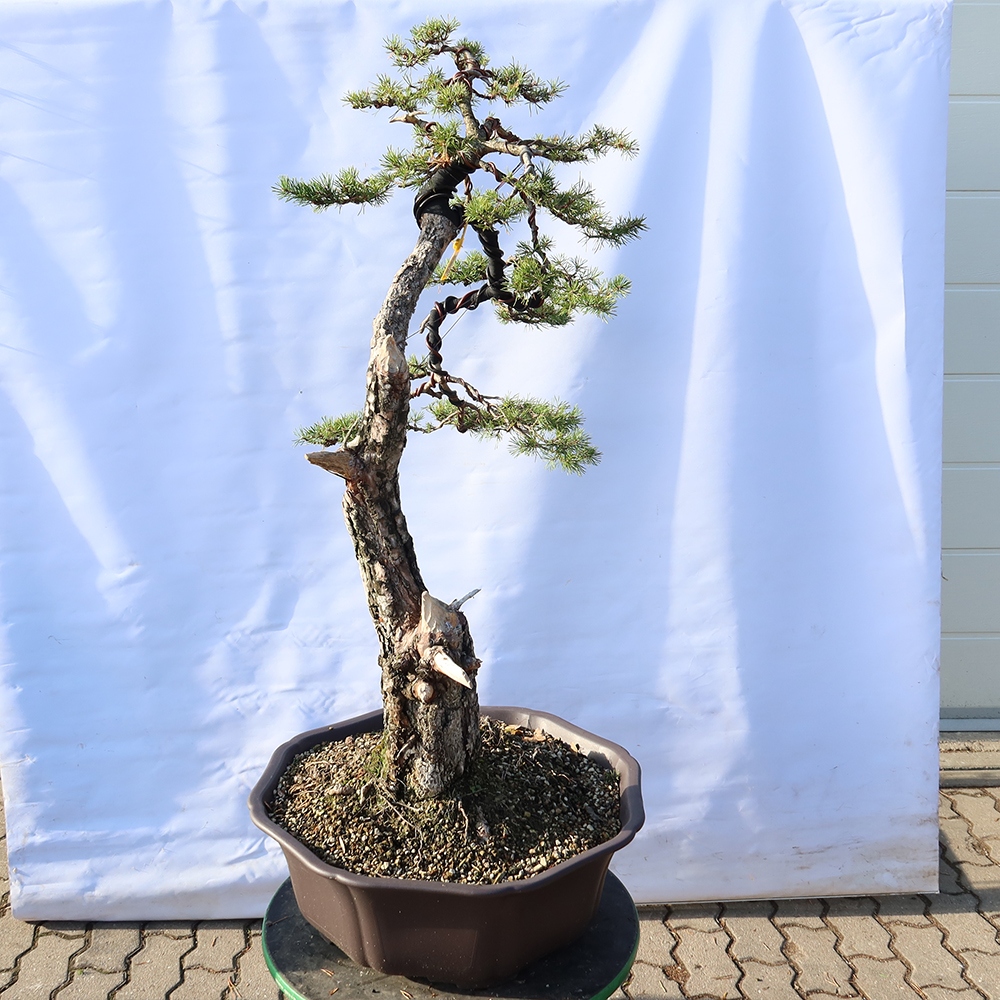 Pinus sylvestris Spanien – Waldkiefer