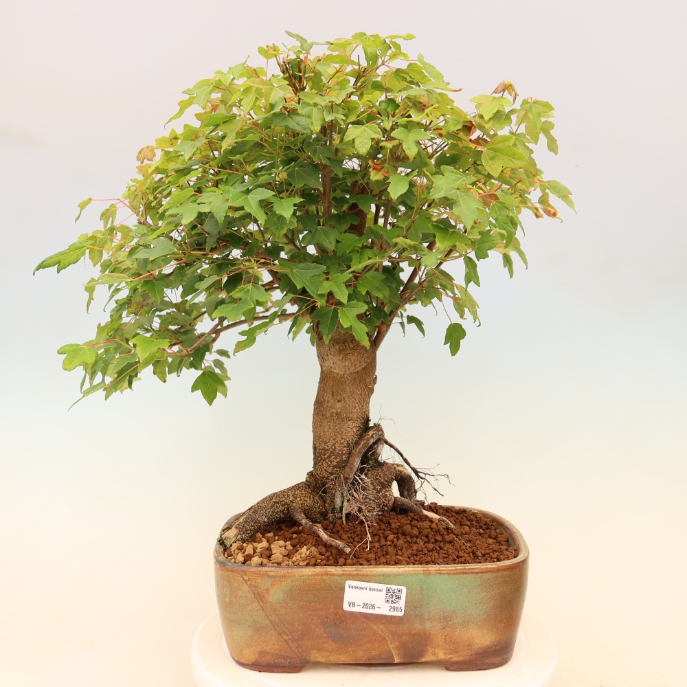 Bonsai für draußen - Ahorn Burger - Acer Burgerianum