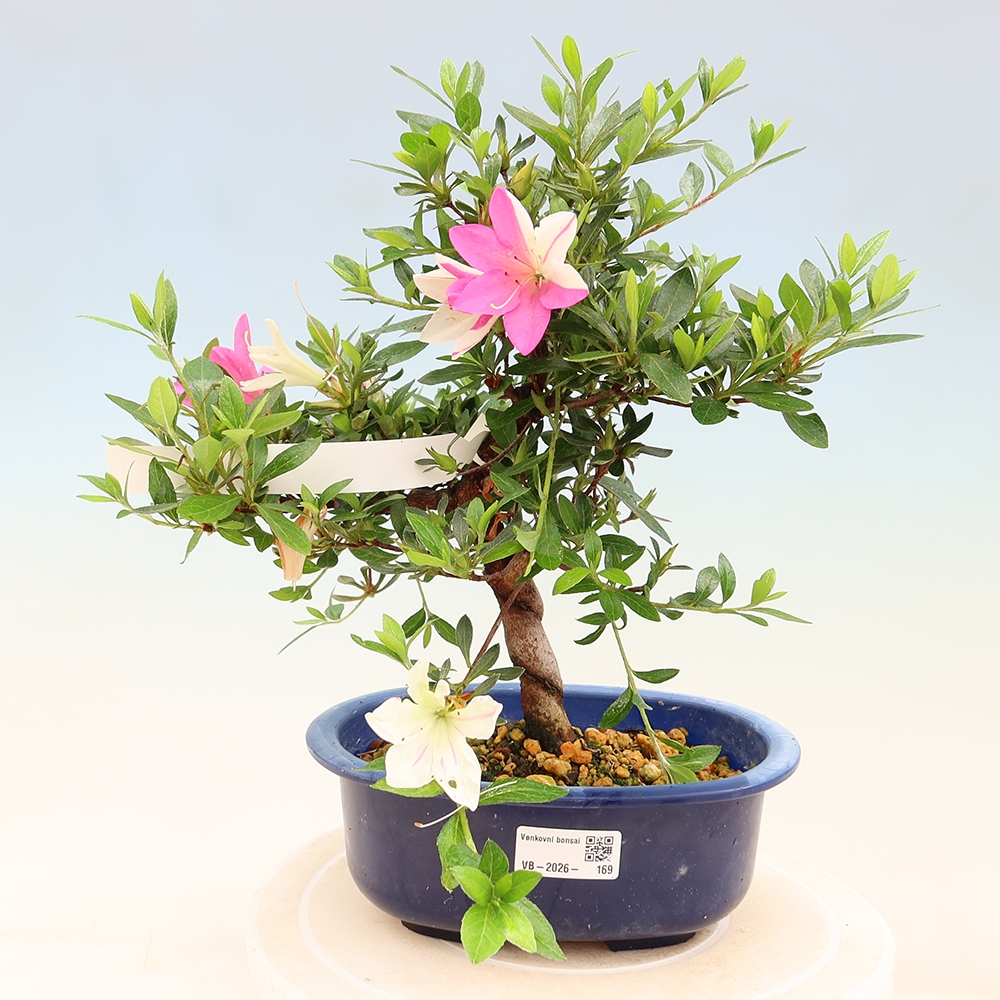 Bonsai für draußen - Japanische Azalee - Azalee Hand