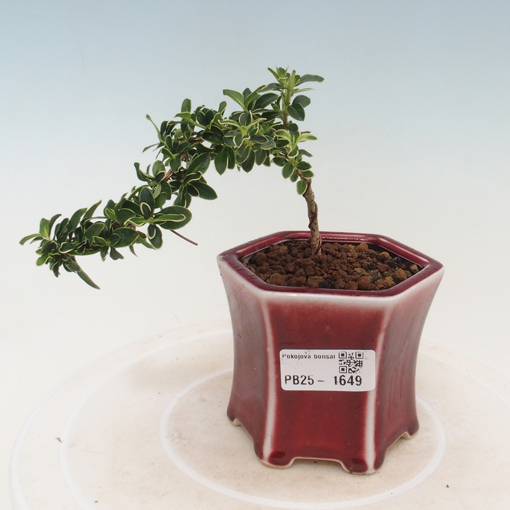 Zimmerbonsai - Serissa foetida Variegata - Baum der tausend Sterne