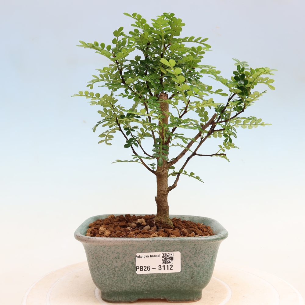 Zimmer Bonsai - Zantoxylum piperitum - Pfefferbaum