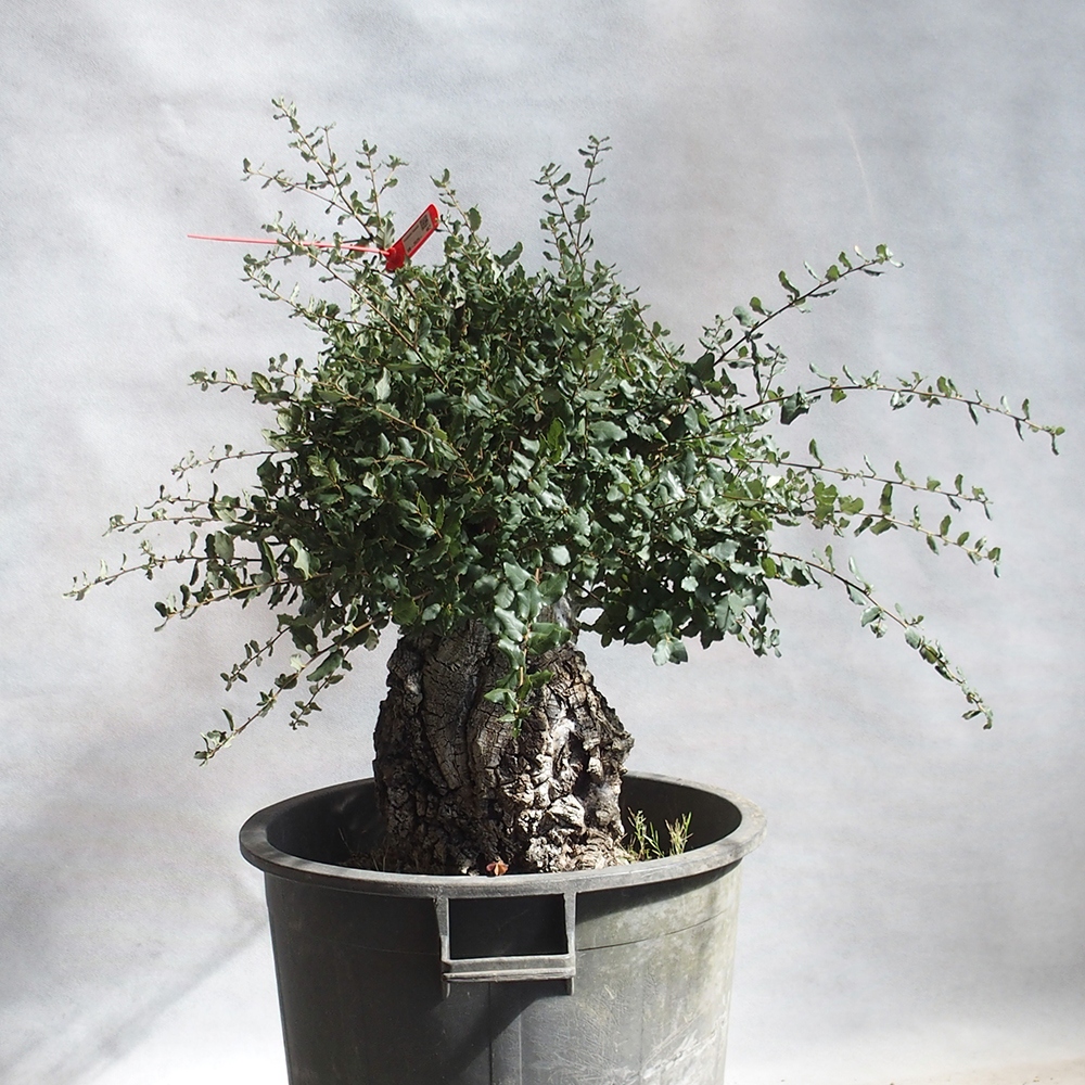 Outdoor-Bonsai Quercus suber - Kork-Eiche