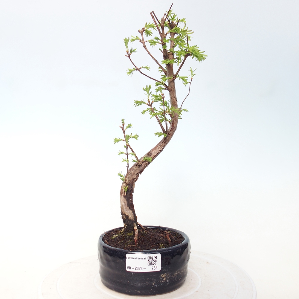 Bonsai für draußen - Metasequoia glyptostroboides - Chinesische Metasequoia