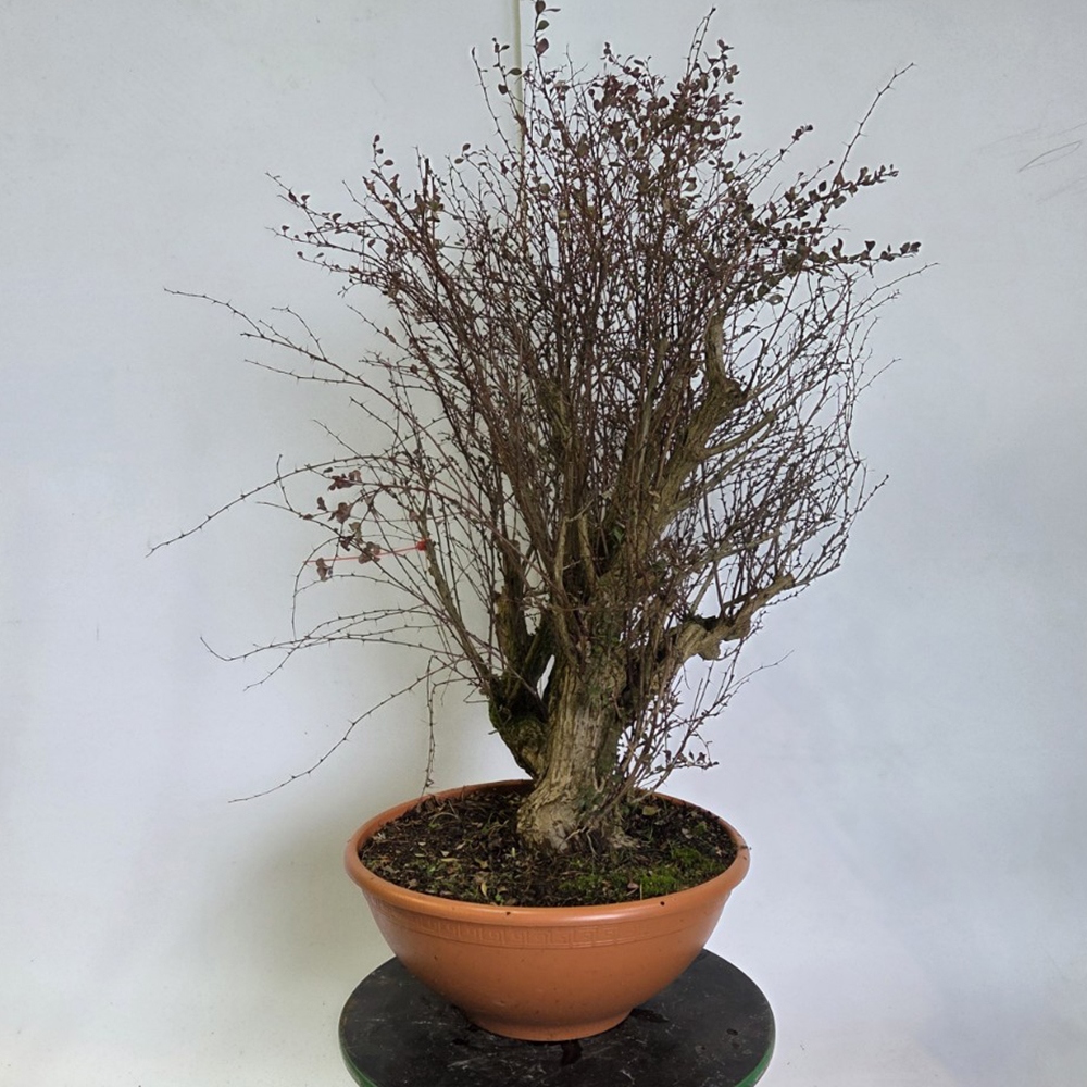 Bonsai für draußen - Berberitze - Berberis thunbergii atropurpurea