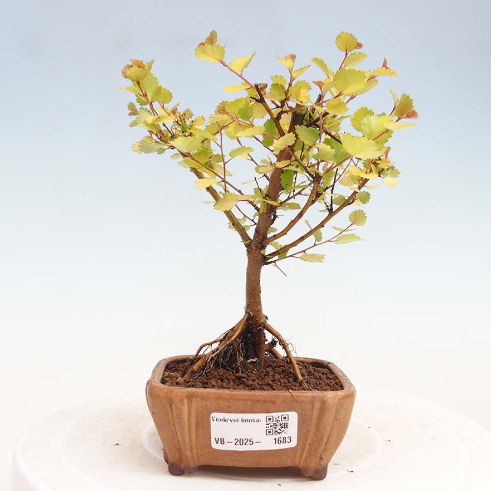 Bonsai im Freien - Zwergbirke - Betula NANA Treasure
