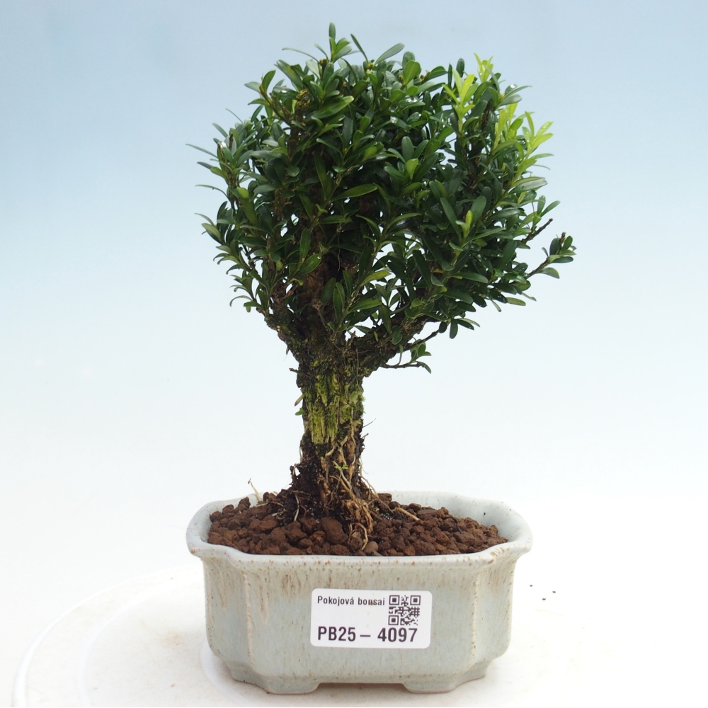 Zimmer Bonsai - Buxus harlandii - Korkbuxus