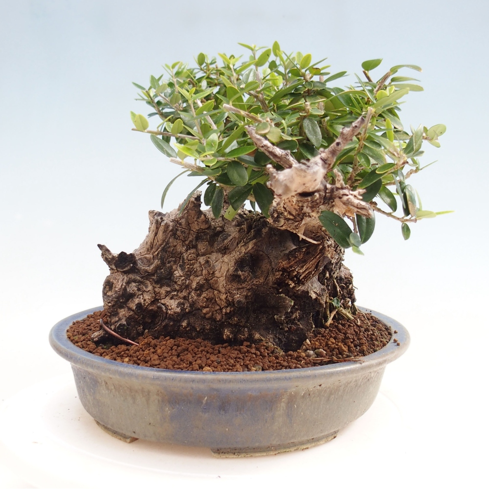 Indoor-Bonsai - Olea europaea sylvestris - Europäisches kleinblättriges Olivenöl