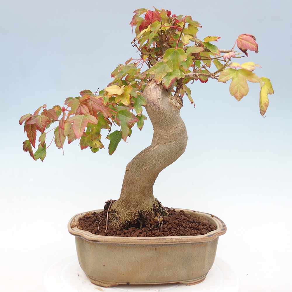 Bonsai im Freien - Ahorn Buergerianum - Burger Maple