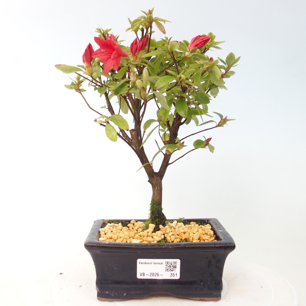 Bonsai für draußen - Japanische Azalee - Azalea sp.