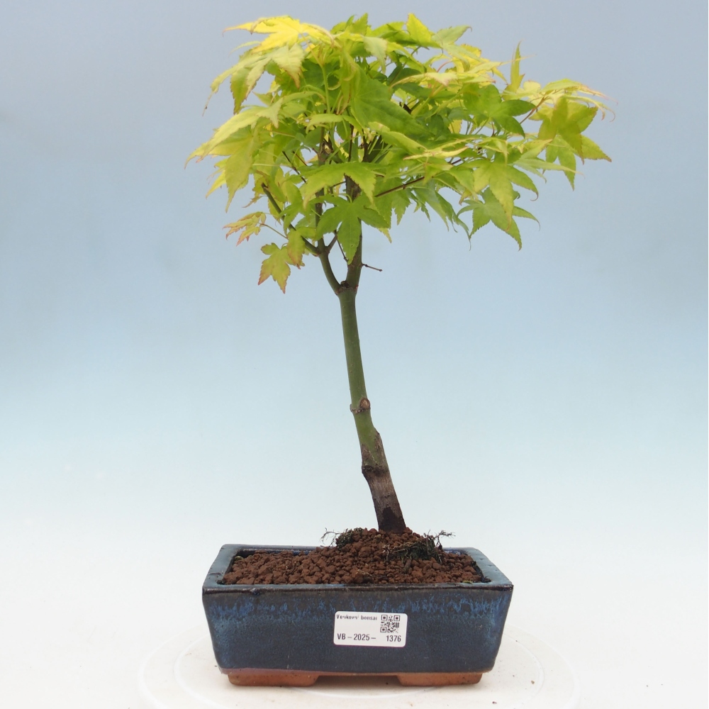 Acer palmatum Aureum - Goldener Palmahorn