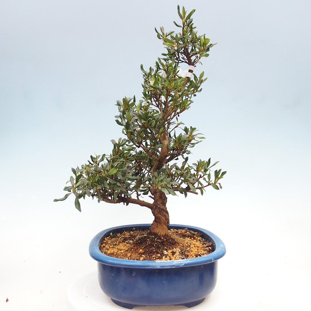 Bonsai für draußen - Japanische Azalee - Azalee CHIHIRO