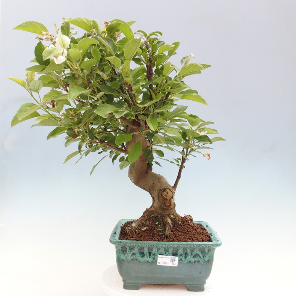 Bonsai im Freien - Malus halliana - Kleinfruchtiger Apfelbaum