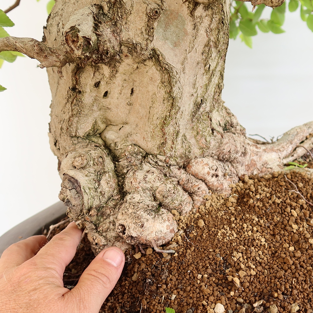 Bonsai im Freien - Carpinus Coreana - Koreanische Hainbuche