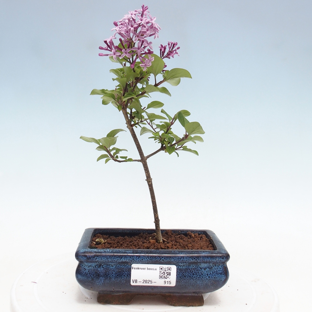 Bonsai im Freien – Syringa Meyeri Palibin – Meyers Flieder