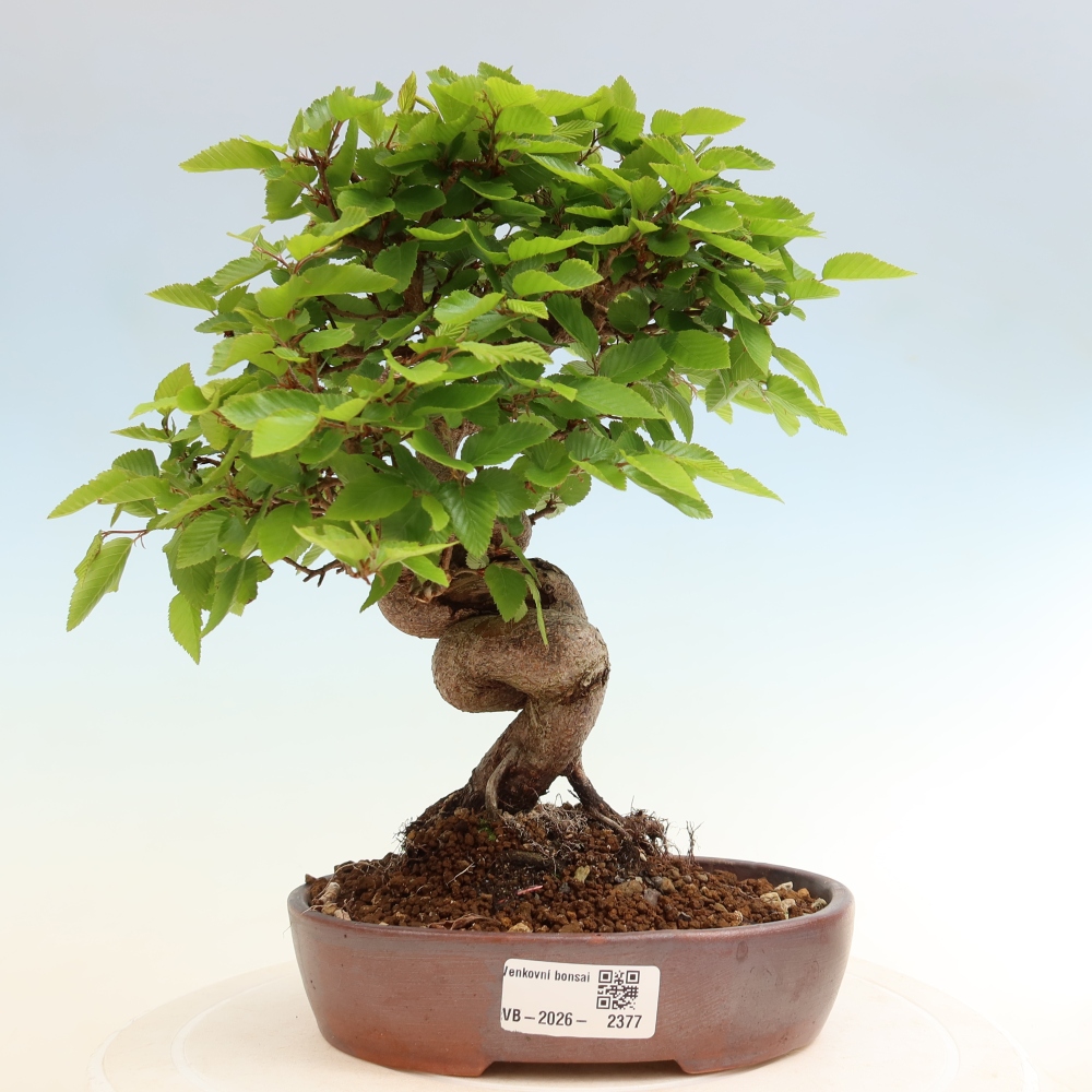 Bonsai für draußen - Karpinus Coreana - Koreanische Hainbuche