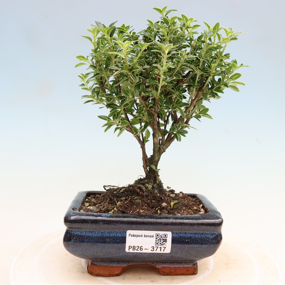Zimmerbonsai - Serissa foetida Variegata - Baum der Tausend Sterne