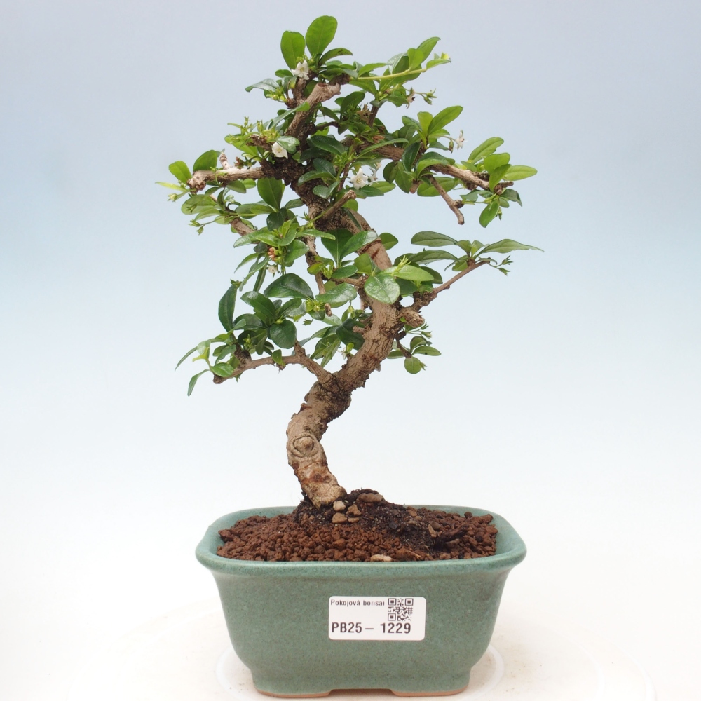 Zimmerbonsai - Carmona Macrophylla - Fuki-Tee
