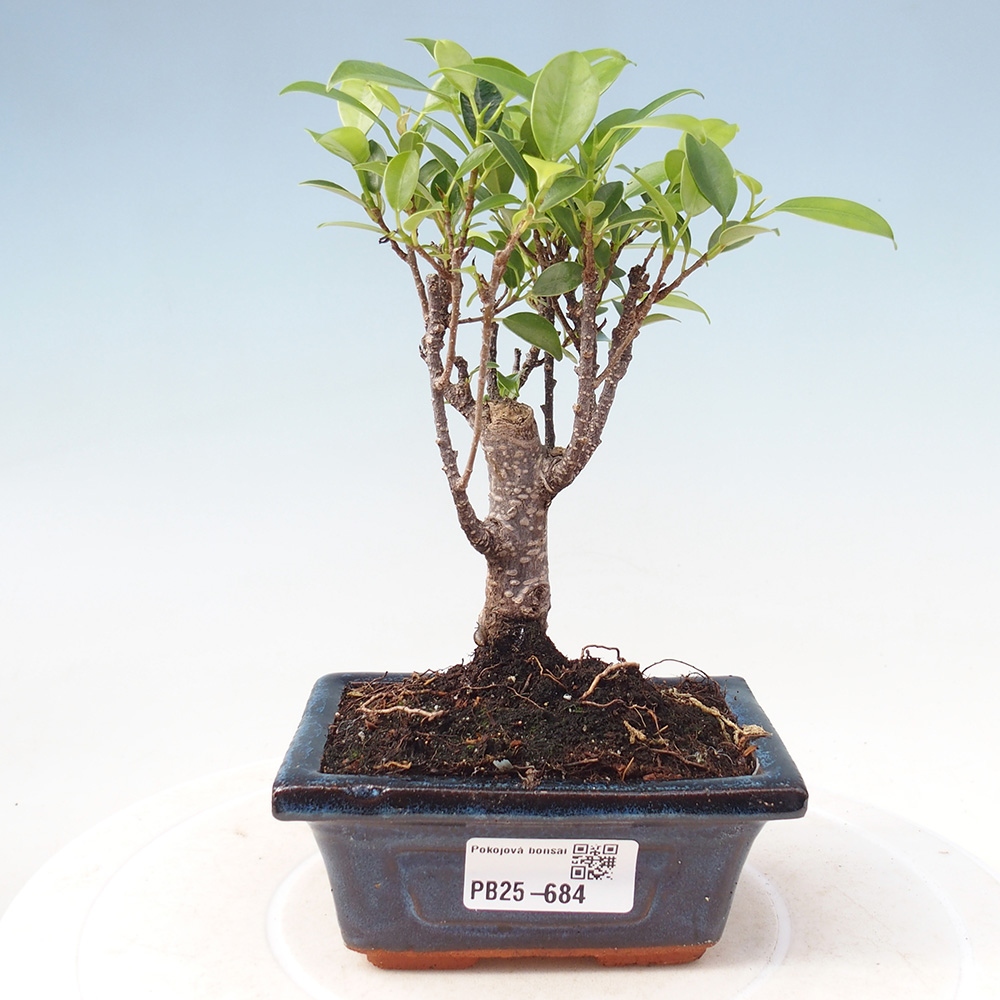 Zimmerbonsai - Kleinblättriger Ficus - Ficus kimmen