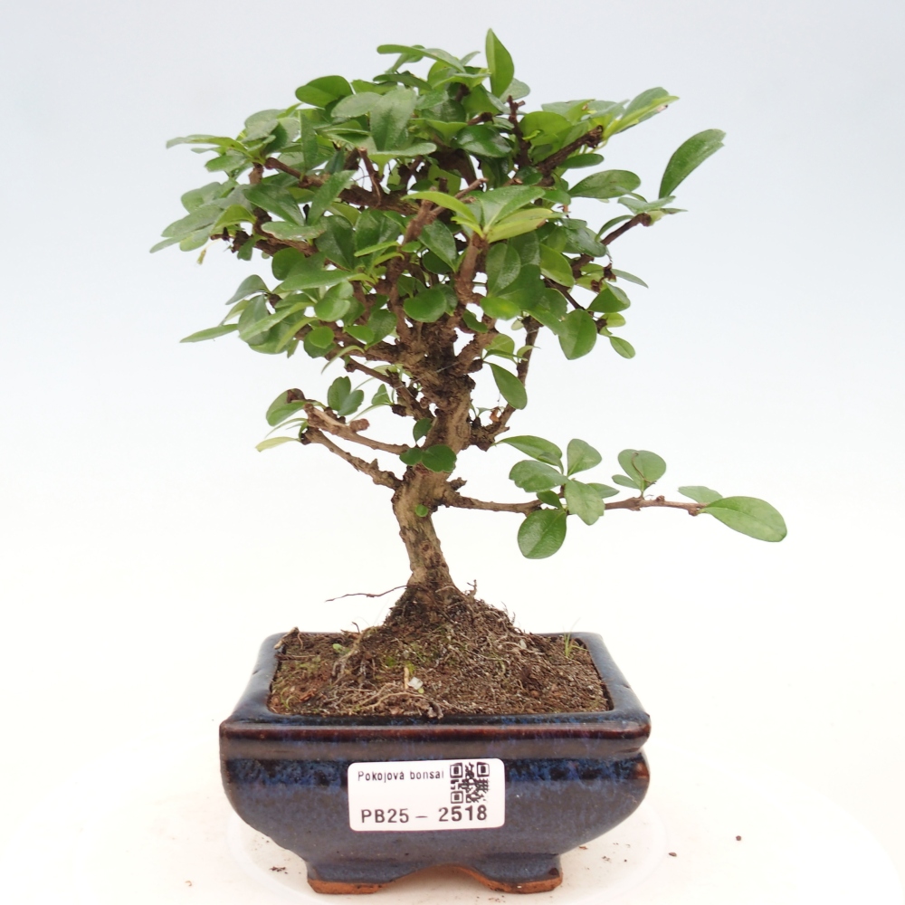Zimmerbonsai - Carmona Macrophylla - Fuki-Tee