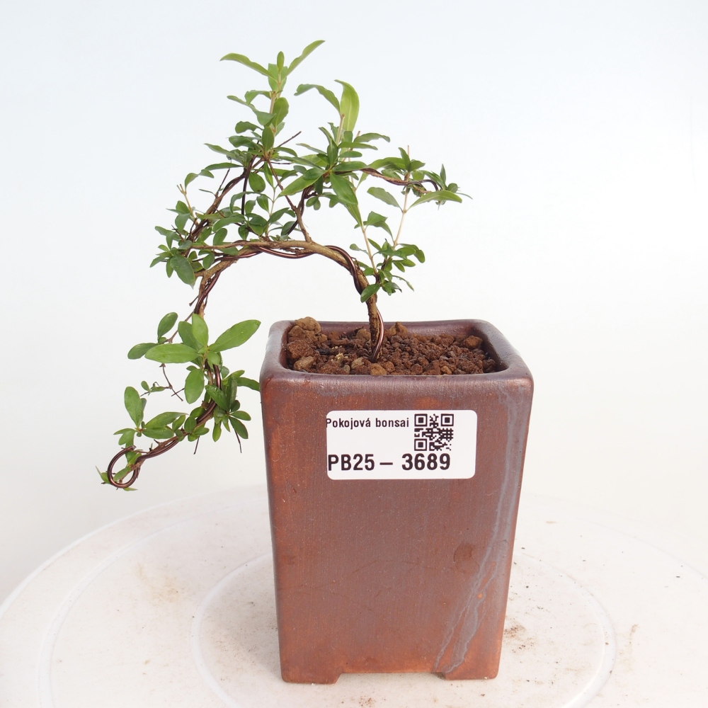 Zimmer-Bonsai-PUNICA granatum nana-Apfel-Granatapfel