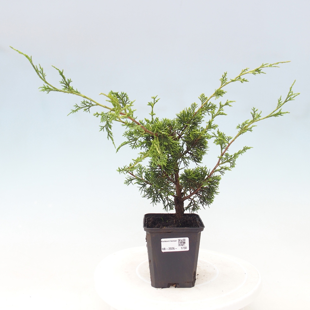 Bonsai für draußen - Juniperus chinensis Itoigawa