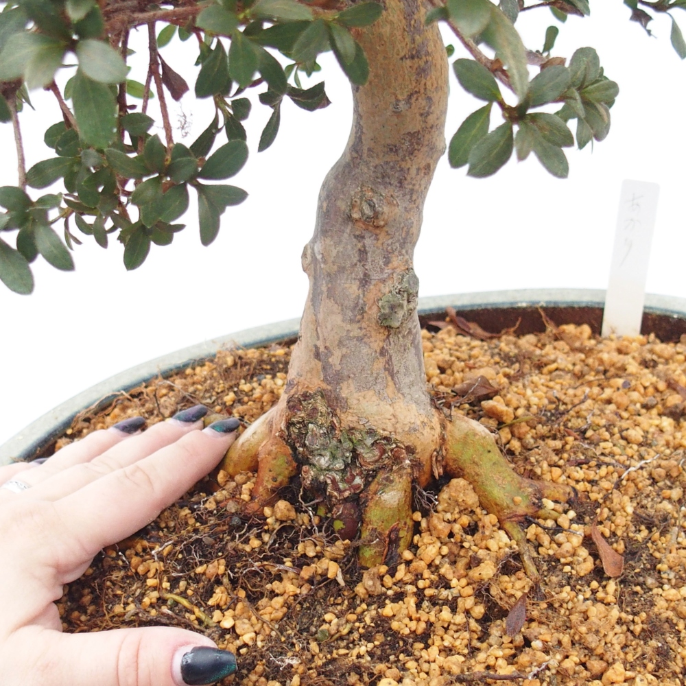 Bonsai für draußen - Japanische Azalee - Azalee Akari