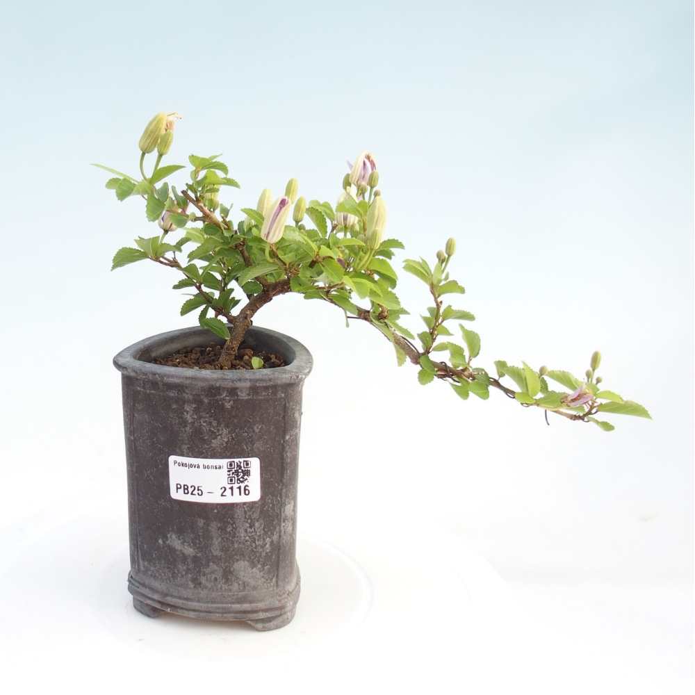 Zimmerbonsai - Grewia occidentalis - Lavendelstern