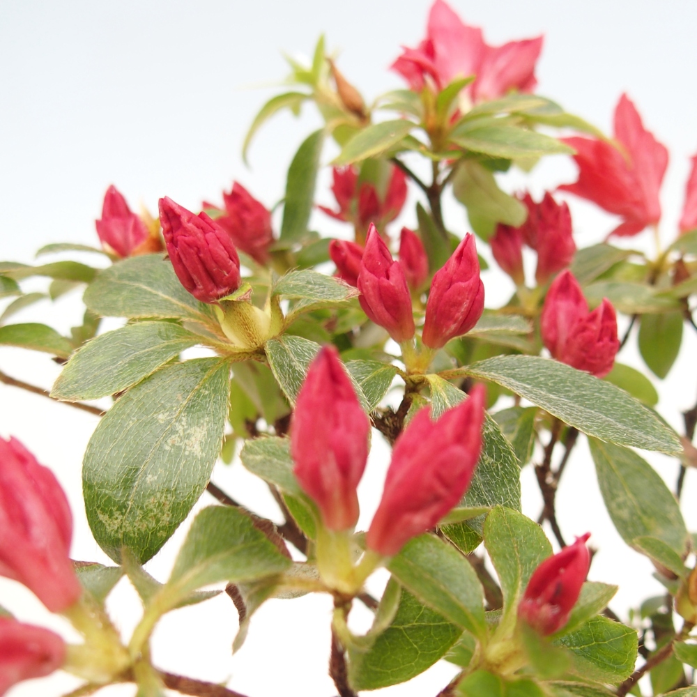 Bonsai für draußen - Japanische Azalee - Azalea sp.