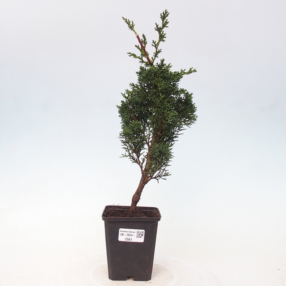 Outdoor-Bonsai - Juniperus chinensis Kishu - Chinesischer Wacholder