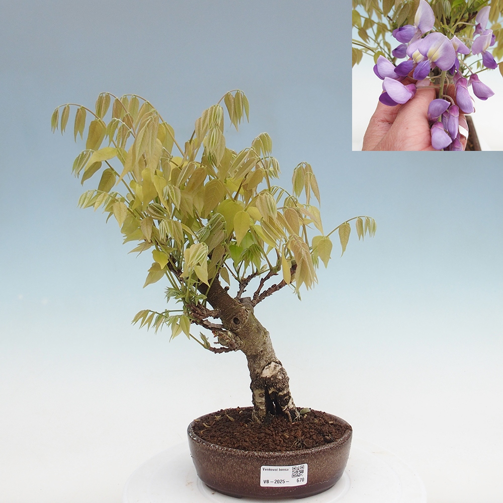 Bonsai im Freien - Wisteria floribunda - Wisteria floribunda