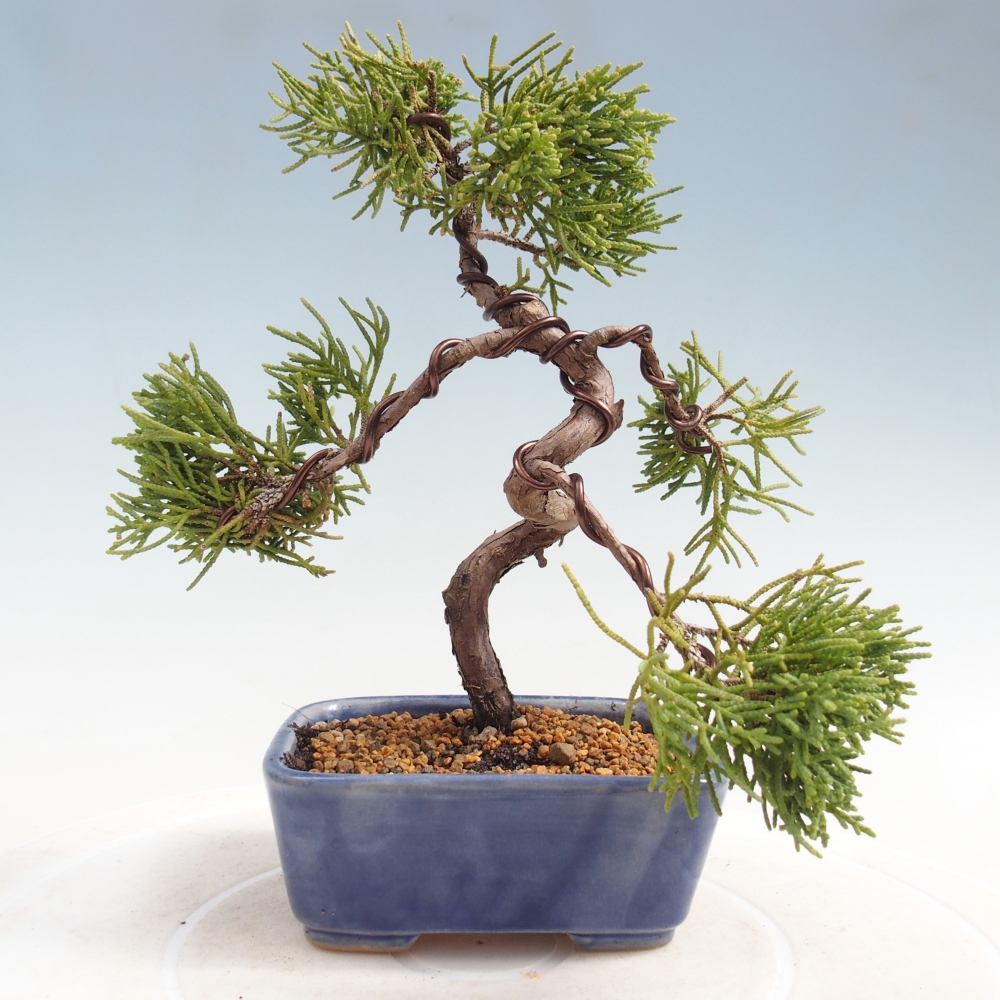 Bonsai für draußen - Juniperus chinensis Kishu