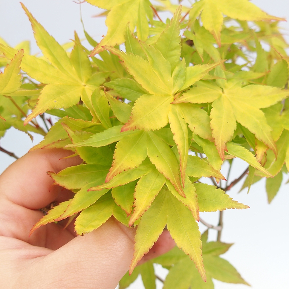 Bonsai im Freien - Acer palmatum Aureum - Goldener Palmahorn