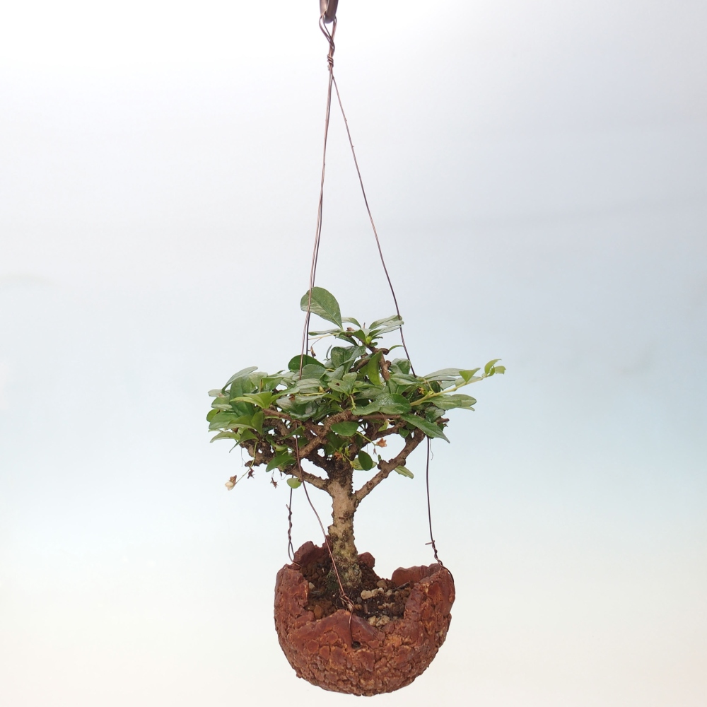 Kokedama in Keramik - Tea-fuki - Carmona macrophylla