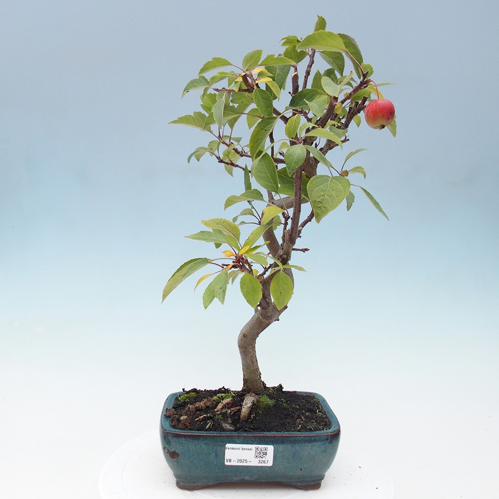 Bonsai im Freien - Malus halliana - Kleinfruchtiger Apfelbaum
