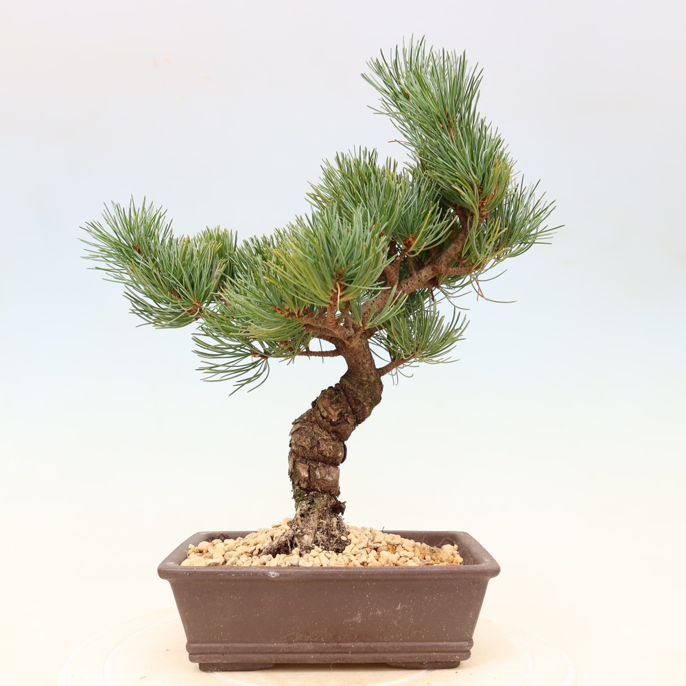 Bonsai für draußen - Pinus parviflora - Pinus parviflora