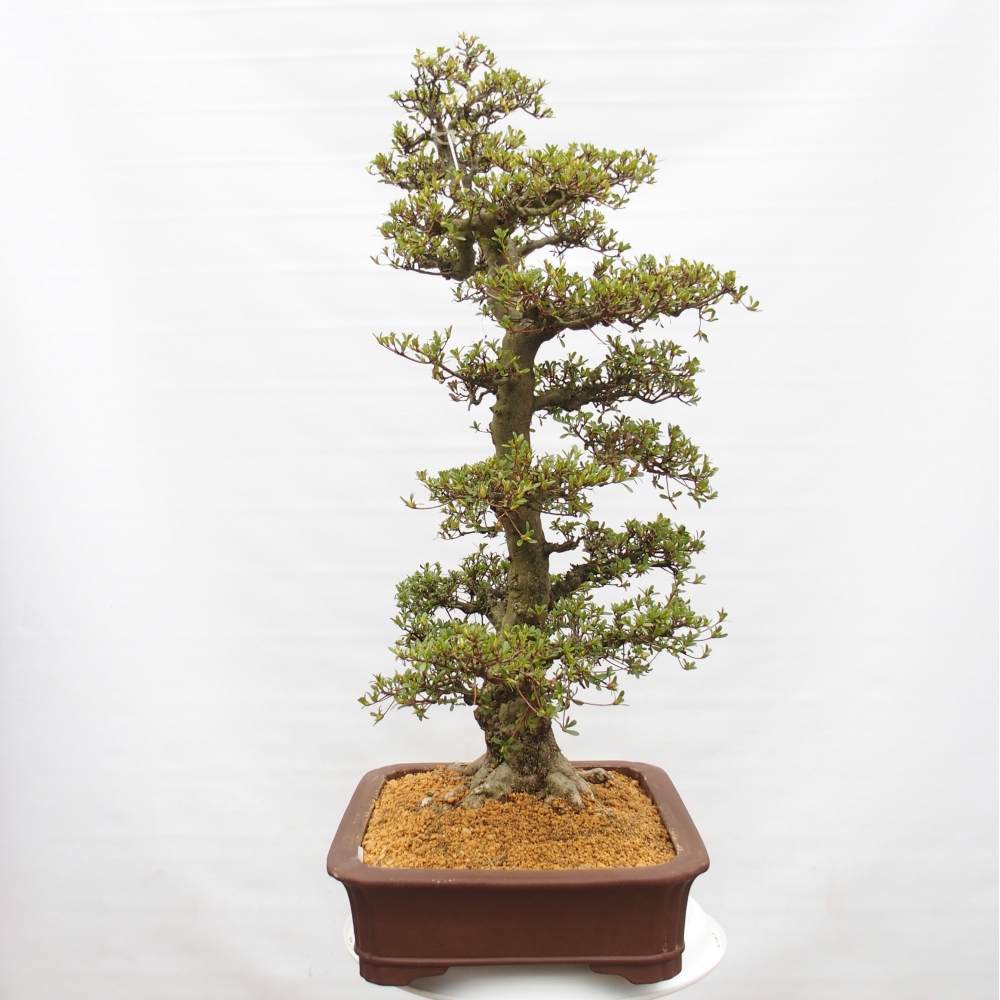Bonsai für draußen - Japanische Azalee - Azalee Tochizumi