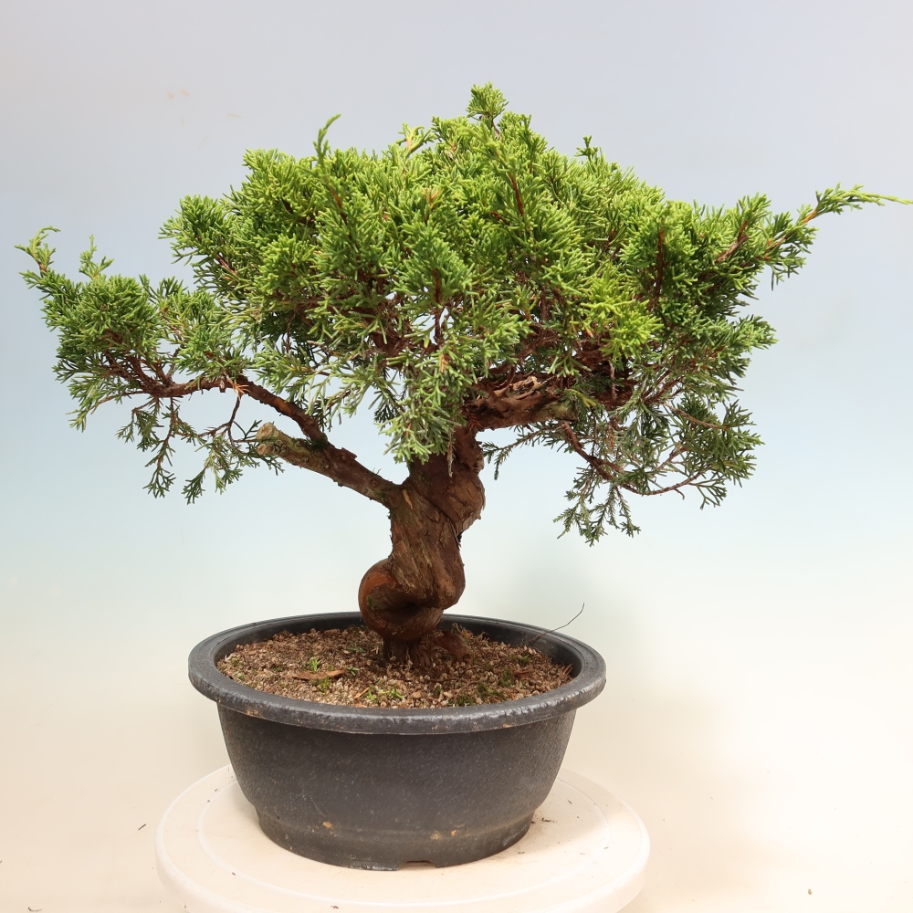 Bonsai für draußen - Juniperus chinensis Itoigawa-Juniperus chinensis